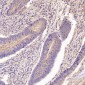 Anti-GSK3 beta Rabbit Monoclonal Antibody